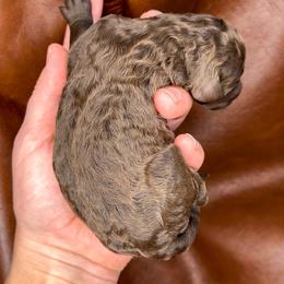 Girl 3 - Parti Poodle puppy in Simpsonville, South Carolina from Home of Doodles