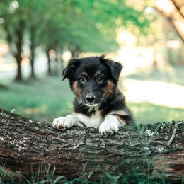 Companion Cross Puppies from Red Maple Farm