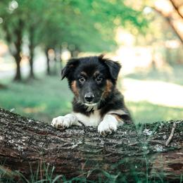 Companion Cross Puppies from Red Maple Farm