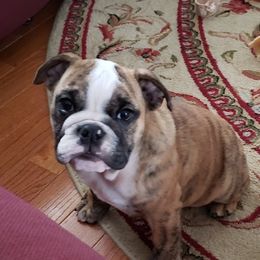 English Bulldog and French Bulldog Puppies from Benedict Family Frenchies, Bulldogs and Danes