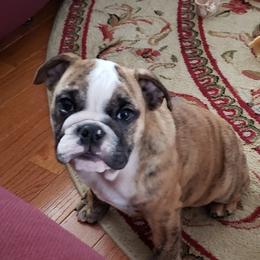 English Bulldog and French Bulldog Puppies from Benedict Family Frenchies, Bulldogs and Danes