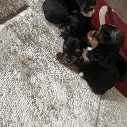 Yorkshire Terrier Puppies from Nell’s Adorable Yorkshire’s