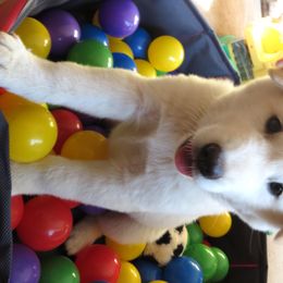 Jindo Puppies from YooShin Kennels