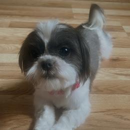 Julia - Shih Tzu