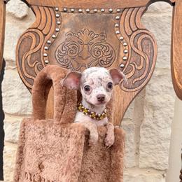 Exotic , micro Coco 3,800 - Merle female Chihuahua puppy in Burleson, Texas from Tiny Diiamond Chihuahua Boutique