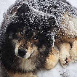 Grizzly - Siberian Husky