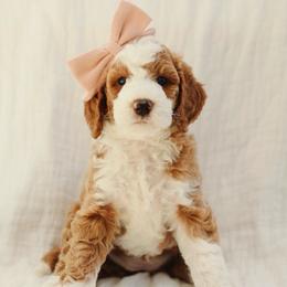 Daphne - Red  female Goldendoodle puppy in Rio Linda, California from GoldendoodlePaw