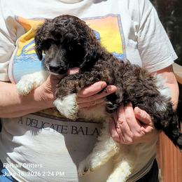 Truffles ( Green collar) - Sable male Poodle puppy in Santa Cruz, California from Furball Forest Poodles