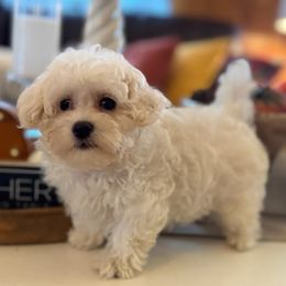 Maltipoo puppies from Teddys Teddy Bears