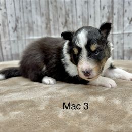 Mac - Black white and tan male Shetland Sheepdog puppy in Abilene, Texas from Double Dare Shelties
