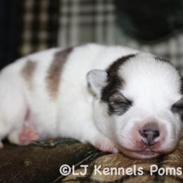Erling - Gray and white male Pomsky puppy in Centerville, Iowa from LJ Kennels Pomskies, LLC