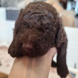 White collar - Brown male Poodle puppy in Colorado Springs, Colorado from Silly's Standard Poodles