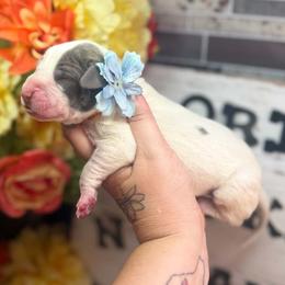 Reilly - Blue brindle female Great Dane puppy in Lehigh Acres, Florida from Florida Wrinkles
