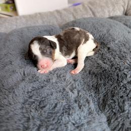 Luigi - Blue merle male Aussiedoodle puppy in Jacksonville, Florida from Lolo’s Aussiedoodle