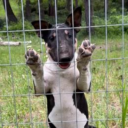 Donut - Black tan and white female Bull Terrier puppy in Colville, Washington from Mark My Words Bull Terriers