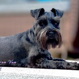 Cali - Miniature Schnauzer