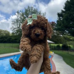 Leslie - Red  female Poodle puppy in Mint Hill, North Carolina from DoodleForever