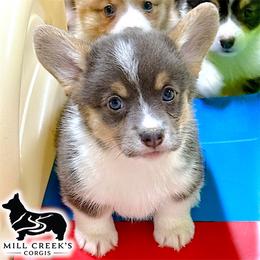 Skyla-Adorable girl with her natural long tail - Blue female Pembroke Welsh Corgi puppy in Taylorsville, North Carolina from Mill Creek’s Pembroke Welsh Corgis and French Bulldogs