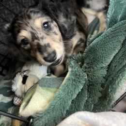 Dachshund Puppies from Birkin’ Paws