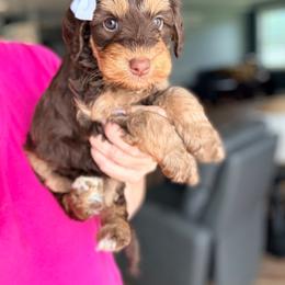 Adella - Phantom female Goldendoodle puppy in Marion, Ohio from Doodles & Doxies