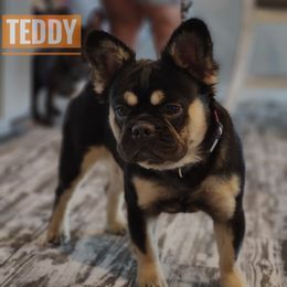 Teddy - French Bulldog