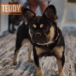Teddy - French Bulldog