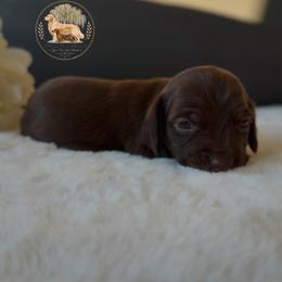 Glory - Chocolate female Dachshund puppy in Lumber City, Georgia from Willow Run LLC