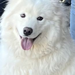 Lyka - Samoyed