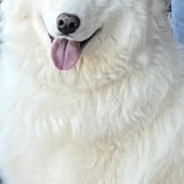 Lyka - Samoyed