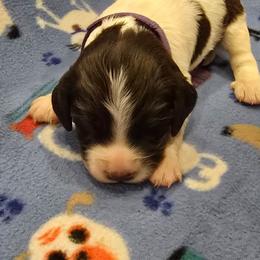 Cordelia - Liver and white female English Springer Spaniel puppy in Palisade, Colorado from Bigfoot's Kennel