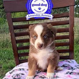 RTF Teal collar - Red tri-color female Australian Shepherd puppy in Greenville, Texas from Amandas Aussies