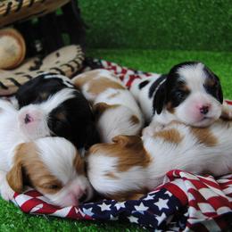 Cavalier King Charles Spaniel puppies from Dogwood & Sassafras Companions