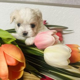 Goldendoodle, Maltese, and Yorkshire Terrier Puppies from Puppies by Angie