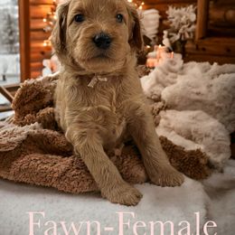 Fawn- light pink - Apricot Goldendoodle puppy in Augusta, Maine from Bridgewood Doodle Farm LLC.