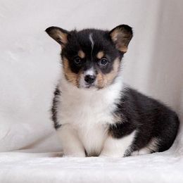 American Corgi and Pembroke Welsh Corgi Puppies from Elk Ridge Corgis