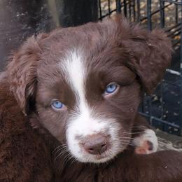 Sage - Red & white female Australian Shepherd puppy in Cottage Grove, Oregon from Farmstead Aussies