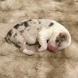 Halo - Red merle female Miniature Australian Shepherd puppy in Shingletown, California from Whiskeytown Aussies