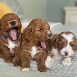 Boy 3 - Goldendoodle puppy in Salem, Utah from Pond Town Pups