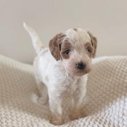 Female 2 - Parti female Goldendoodle puppy in Modesto, California from Central Valley Canine Companions