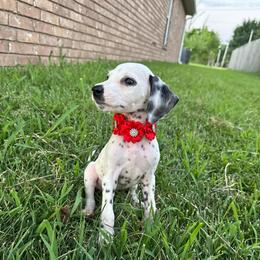 Francesca - White and black female Dalmatian puppy in Mount Vernon, Missouri from Spots & Spirals