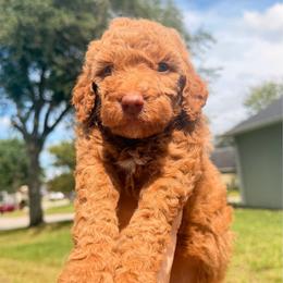 Baby Red - Apricot male Goldendoodle puppy in Orlando, Florida from Walk by Faith Doodles