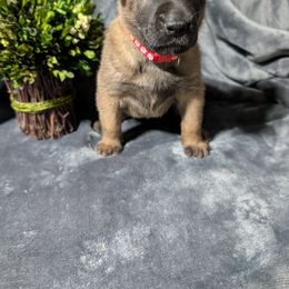 Girl 4 - Mahogany female Belgian Malinois puppy in Paynes Corner, Virginia from Von-Zito Belgian Malinois