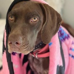 German Shorthaired Pointer All Grown Up from Michele Hierholzer