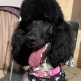 Juno - Poodle