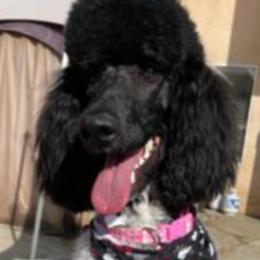 Juno - Poodle