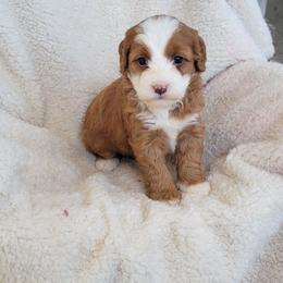 Tara - Red female Bernedoodle puppy in East Earl, Pennsylvania from Mountainside Puppies