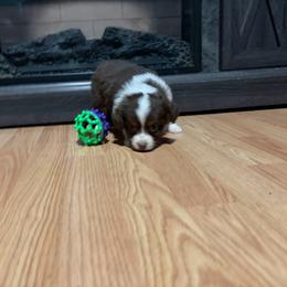 Mary - Red tri-color female Miniature American Shepherd puppy in Terryville, Connecticut from Spirited Aussies
