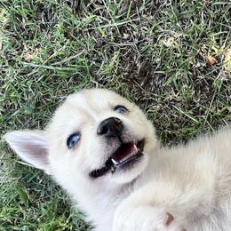 Cynthia - Merle female Pomsky puppy in Amarillo, Texas from Pom Pom Pomskies