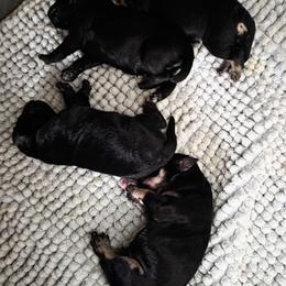 Girl 3 - Black and silver female Miniature Schnauzer puppy in Fresno, California from Findell Kennel, LLC