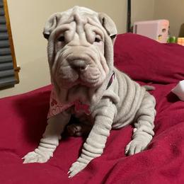 Chinese Shar-Pei Puppies from DCSHARPEI